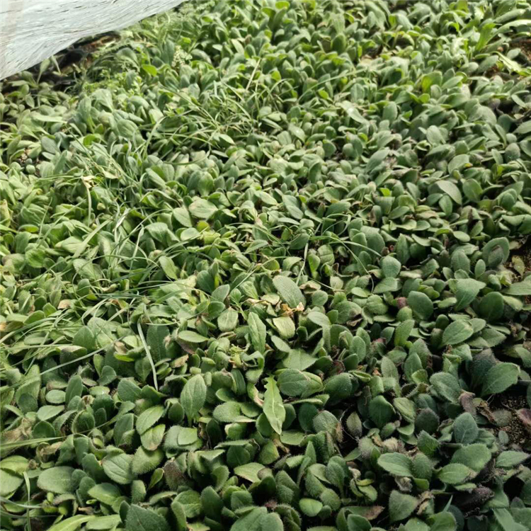 青泰  多年生耐寒黑心菊  花期又长