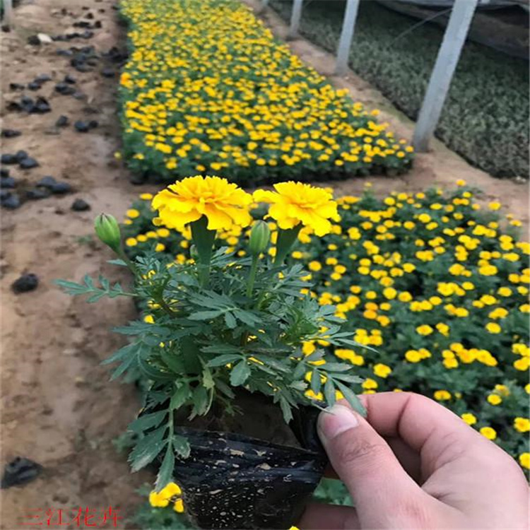 青泰  基地直售孔雀草  庭园美化