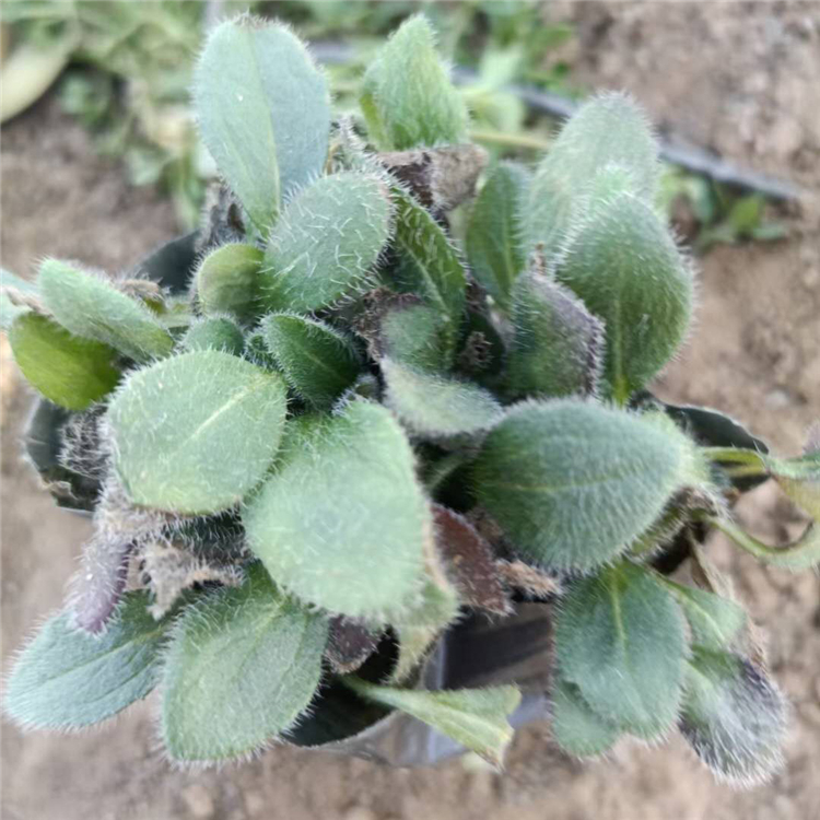 青泰  山东黑心菊  色彩鲜艳