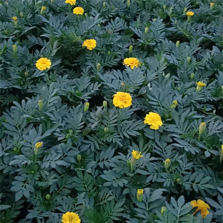 青泰  孔雀草大量供应  岩石园点缀栽植