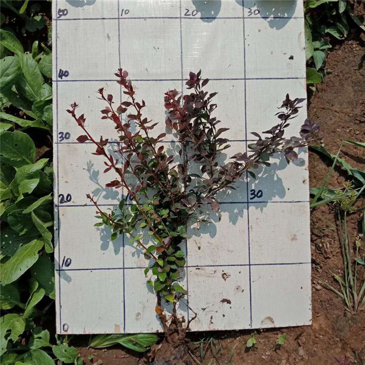 青泰  红叶小檗批发商  花呈黄色