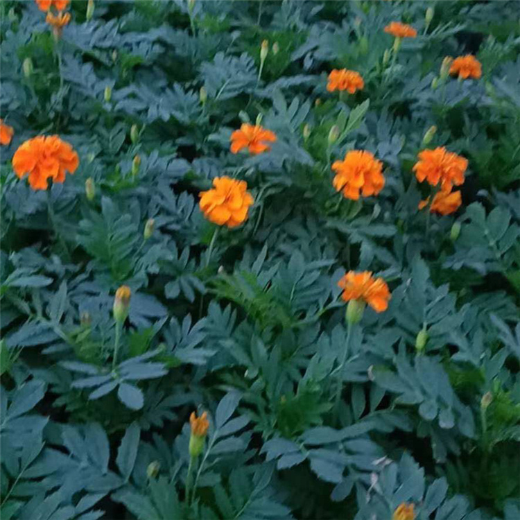 青泰  孔雀草种植基地  批发优惠