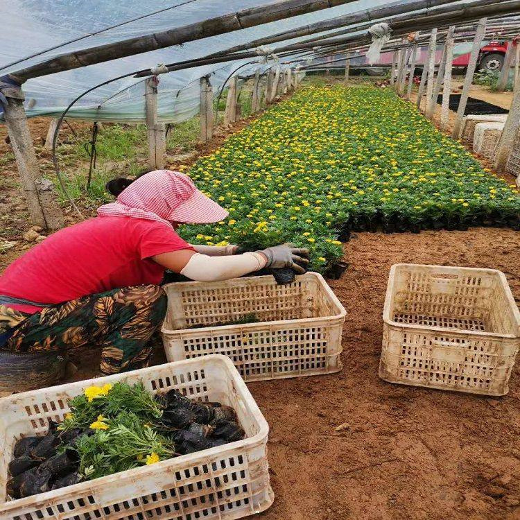 青泰  孔雀草大量供应  批发优惠
