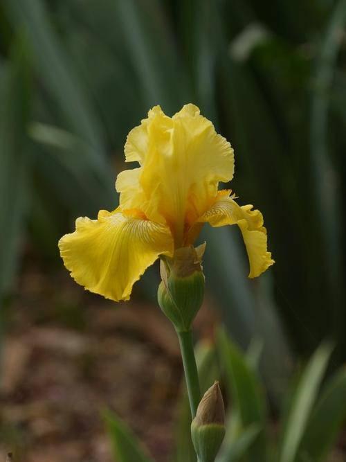 静竹  兰花鸢尾种苗  叶片碧绿青翠，花形大而奇