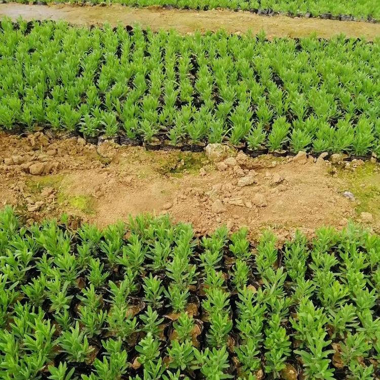 宿根花卉薰衣草  批发薰衣草  叶子较细花穗较短