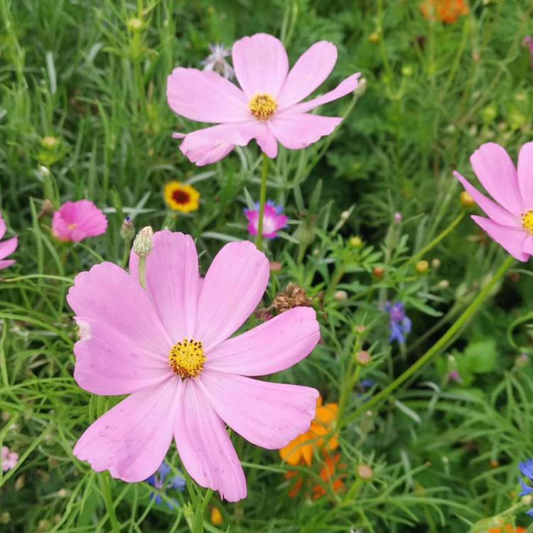静竹  花海用花波斯菊  花色丰富观赏性好