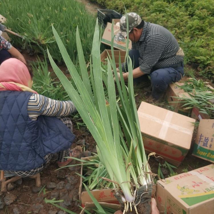 山东水生植物批发地   鸢尾供应商  适应能力好、喜光湿润