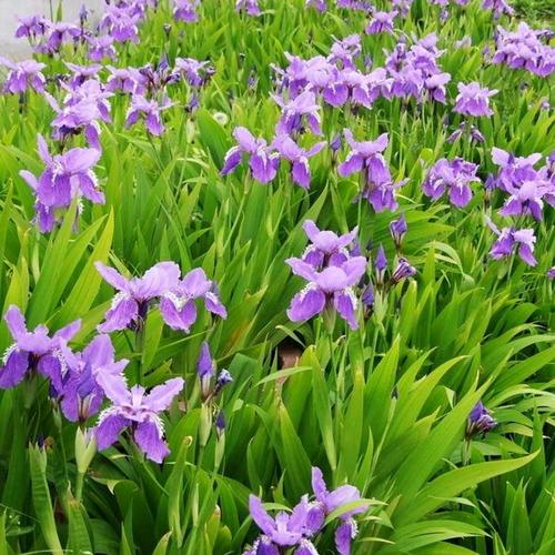静竹  兰花鸢尾小苗  耐寒能力好 易成活