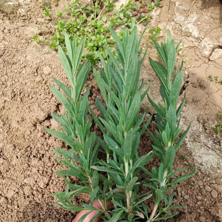 花海宿根花卉薰衣草  薰衣草基地供应  观赏效果好