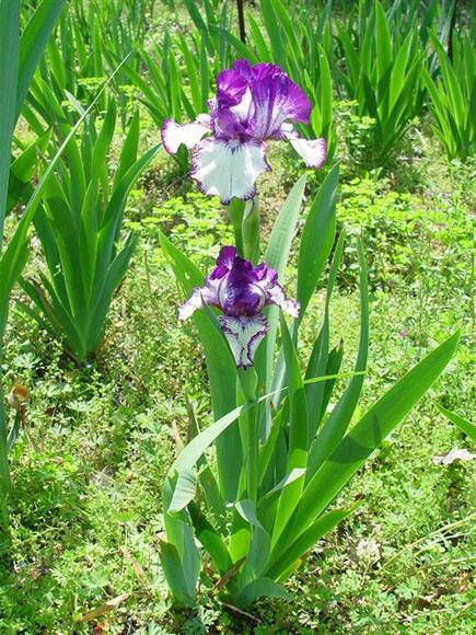 静竹  兰花鸢尾培育基地  叶片碧绿青翠，花形大而奇