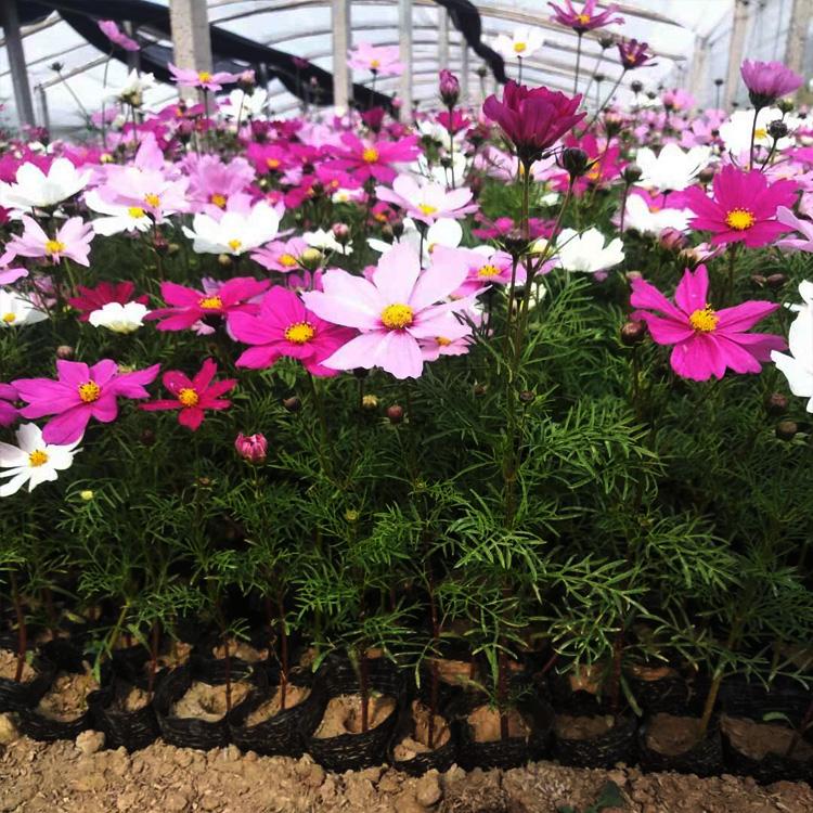 静竹  波斯菊杯苗  公园花园绿化用波斯菊