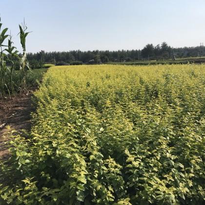 青州金叶女贞批发  女贞  山东花卉基地