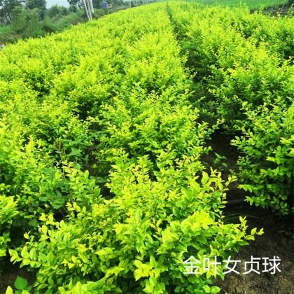 嫁接金叶女贞  金叶女贞小苗  量大从优