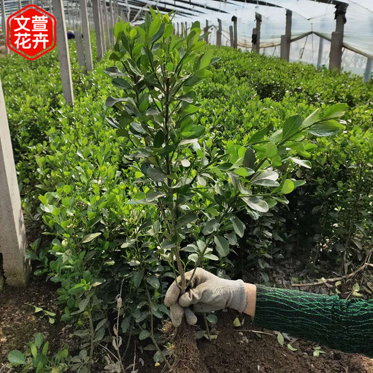 采购基地 冬青行情 山东冬青卫矛