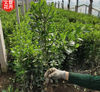 采购基地 冬青行情 山东冬青卫矛