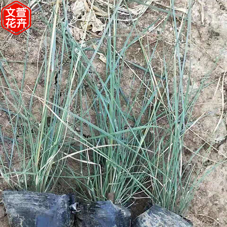 粉黛乱子草批发商 草花种植基地 粉黛乱子草 基地推荐