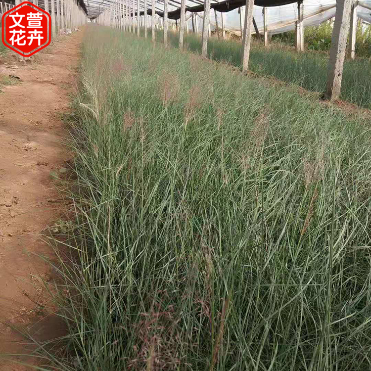 好苗预定 粉黛乱子草 粉黛乱子草销售