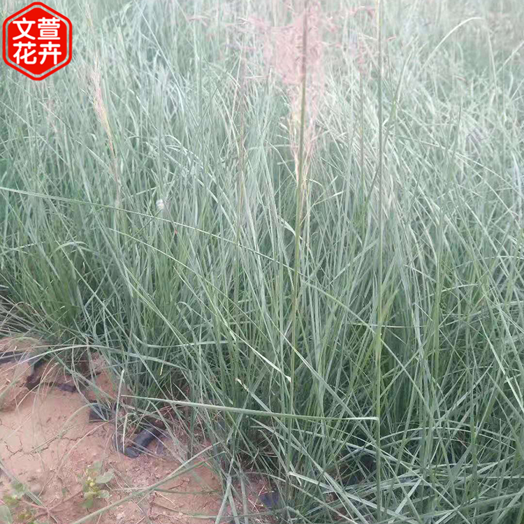 粉黛乱子草价格 多年生草本植物 粉黛乱子草苗 欢迎来电咨询