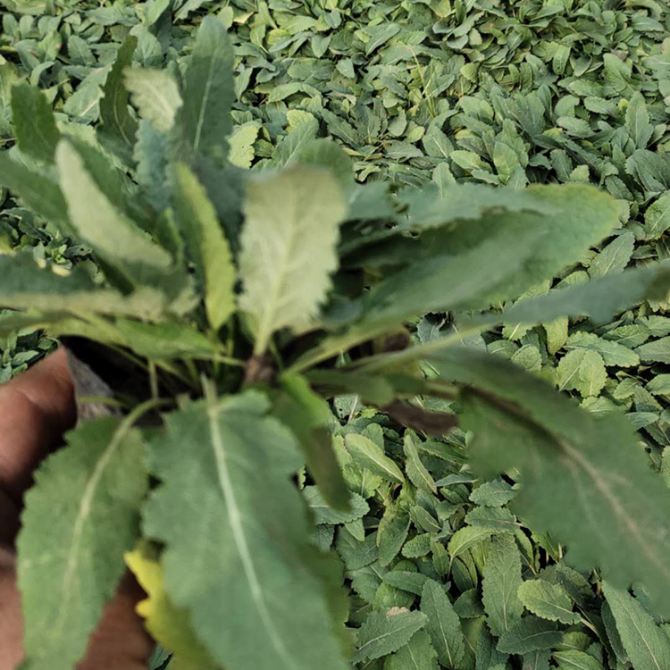 地被鼠尾草供应商 产地供应 山东地被鼠尾草