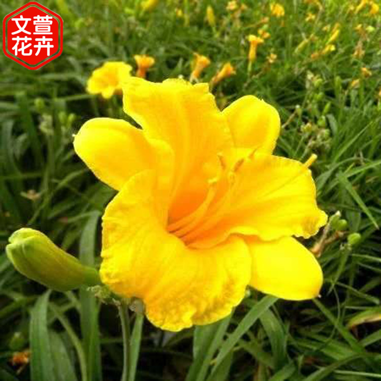 金娃娃萱草种植基地 地被绿化植物 基地供应
