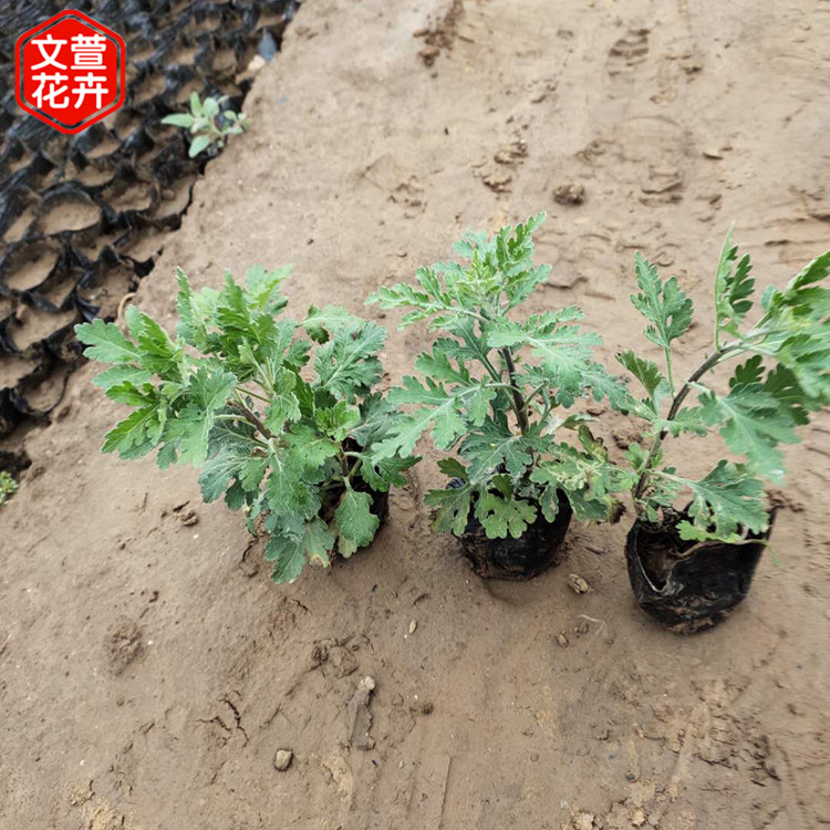 量大优惠 地被菊杯苗 地被菊价格