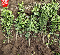 采购基地 冬青培育基地 青州冬青卫矛