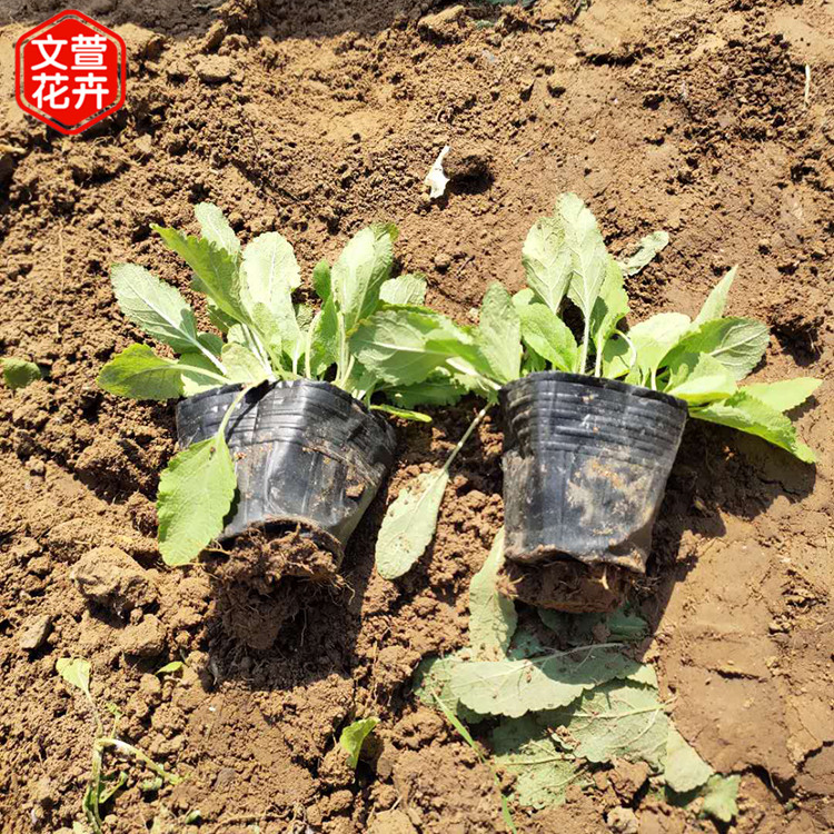 产地供应 地被鼠尾草 地被鼠尾草销售