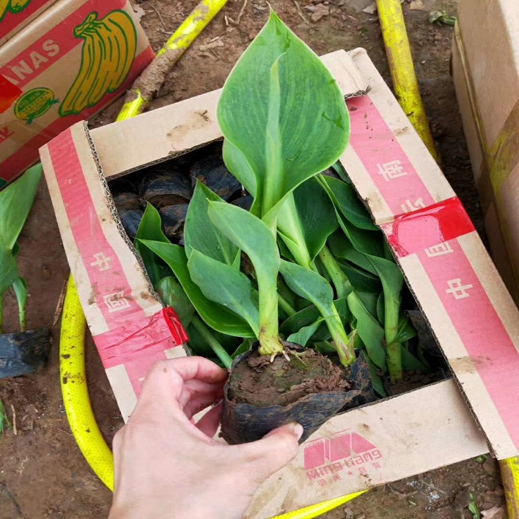 欣彤  美人蕉行情  品种优良 观赏价值高