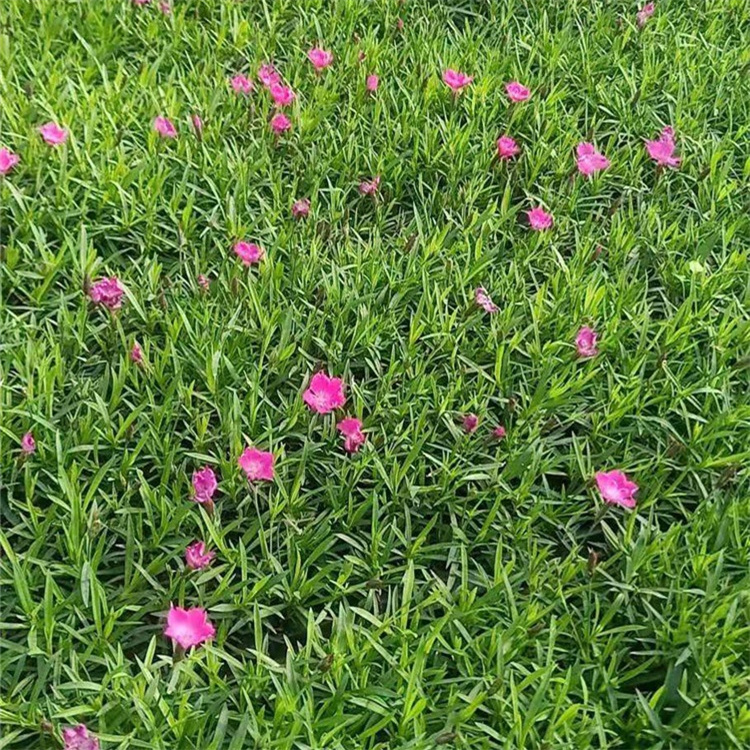 欣彤  批发欧石竹  植株低矮，可用于草坪点缀