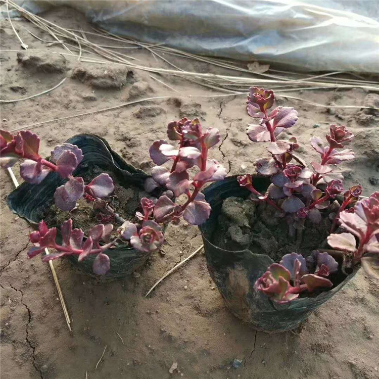 山东欣彤  月季春季行情  可用于园艺栽培和切花