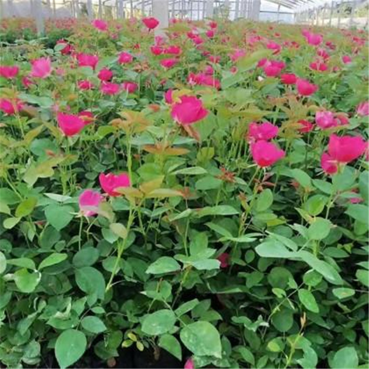 山东欣彤  月季基地报价  适用于美化庭院、装点园林