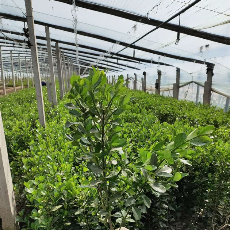 欣彤  北海道黄杨小苗  根系旺盛  移栽好成活