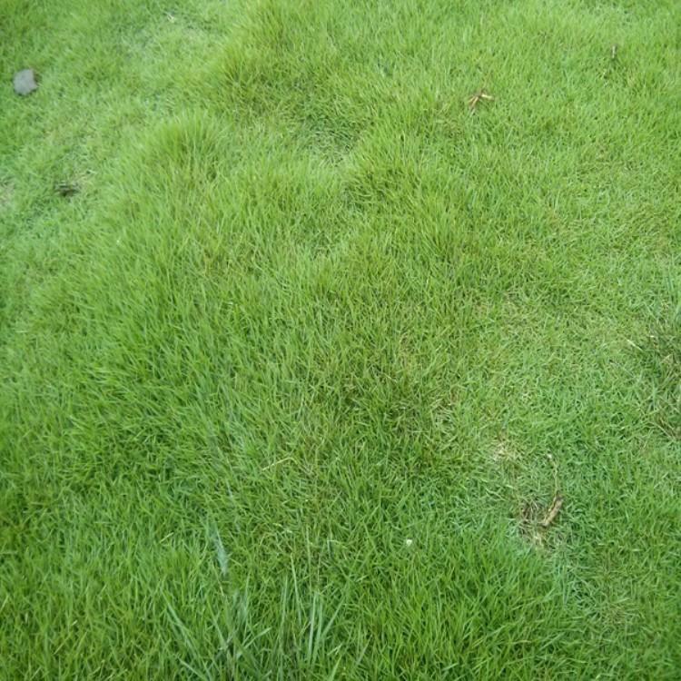 欣彤  潍坊粉黛乱子草  耐寒抗旱 易成活