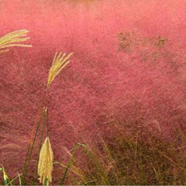 欣彤  粉黛乱子草培育  花期 9-11 月 花海观赏效果好