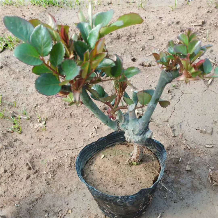 山东欣彤  丰花月季苗  花型大  色彩鲜艳