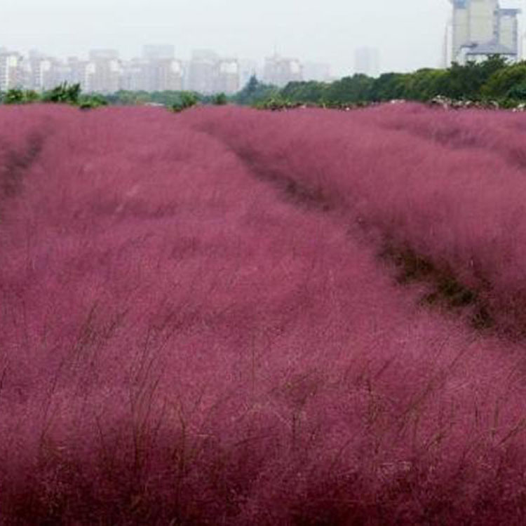 欣彤  粉黛乱子草花海  多年生暖季型草本