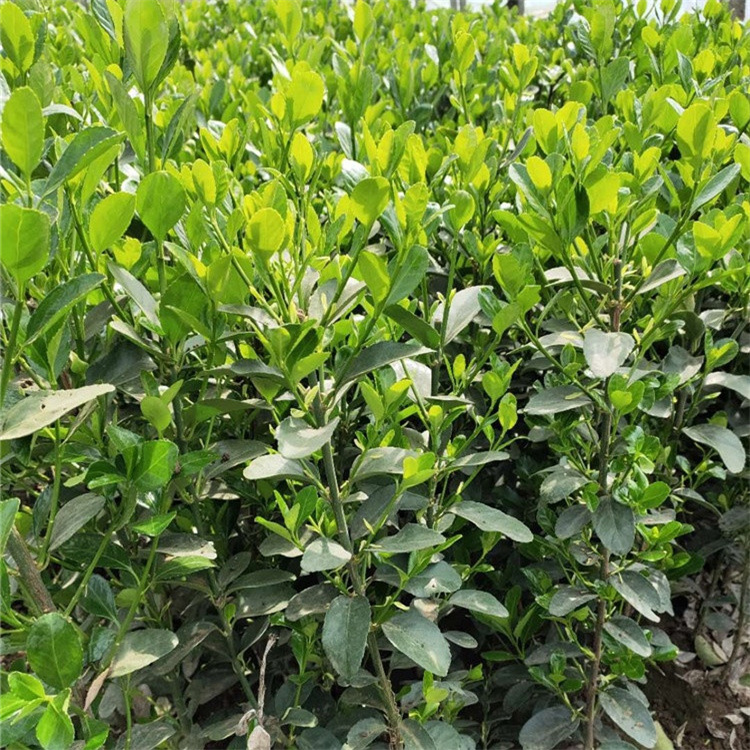 欣彤  北海道黄杨地栽苗  树形优美  耐修剪