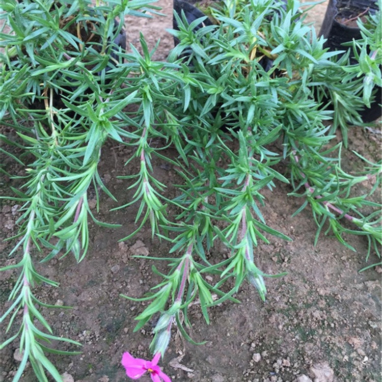 欣彤  丛生福禄考价格 多用作花境前景或中景栽植