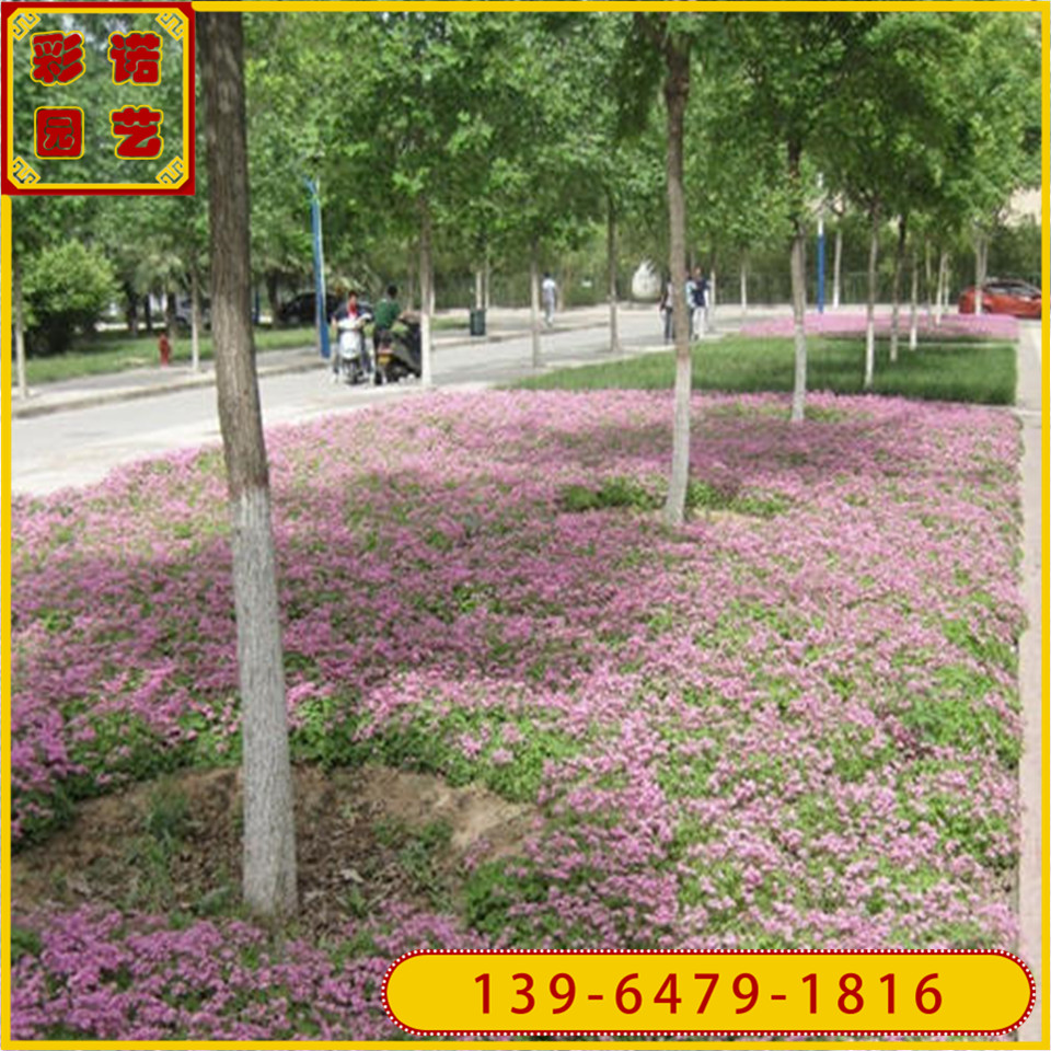 红花酢酱草兰绿化苗 宿根花卉炸酱草杯苗价格 批发红花三叶草袋苗