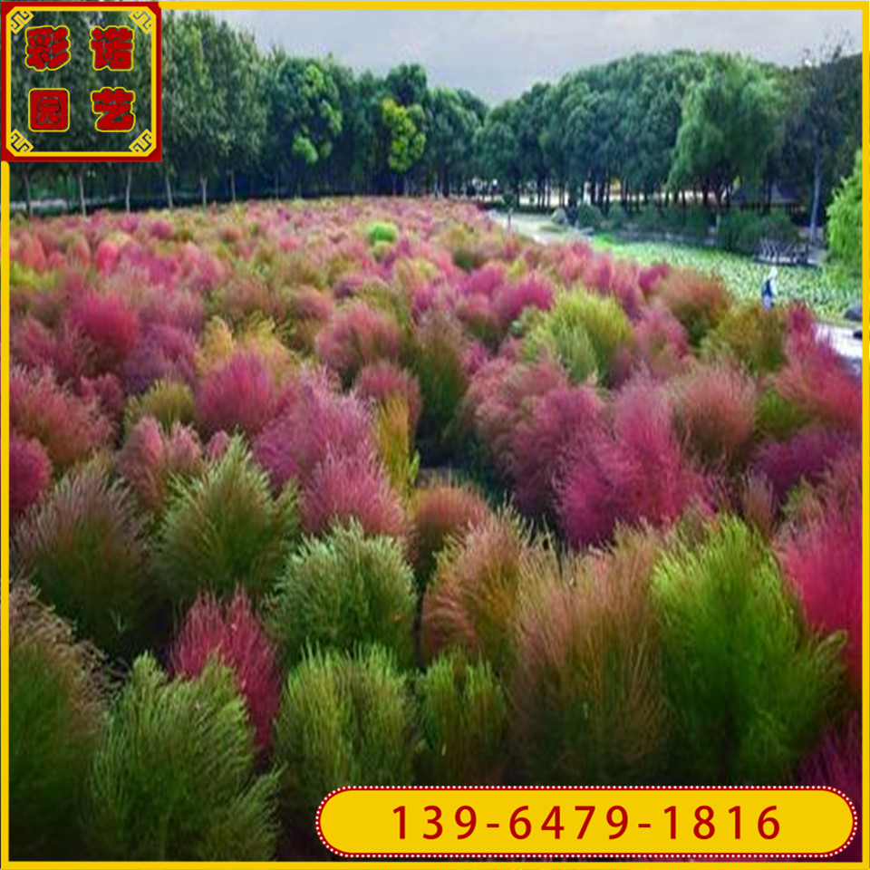 批发绿化草种红叶地肤容器苗 扫帚菜小苗 观叶景区植物量大价优