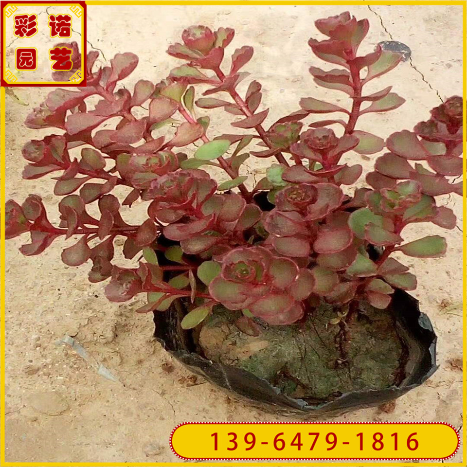 红景天批发价格 基地种植红景天苗 耐寒宿根花卉