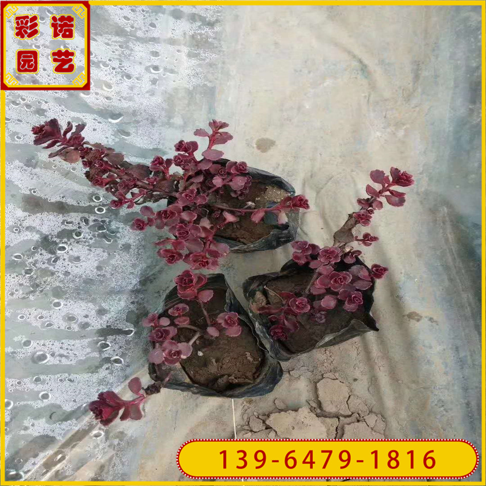红景天花苗价格 红叶景天穴盘苗批发采购 胭脂红基地供应