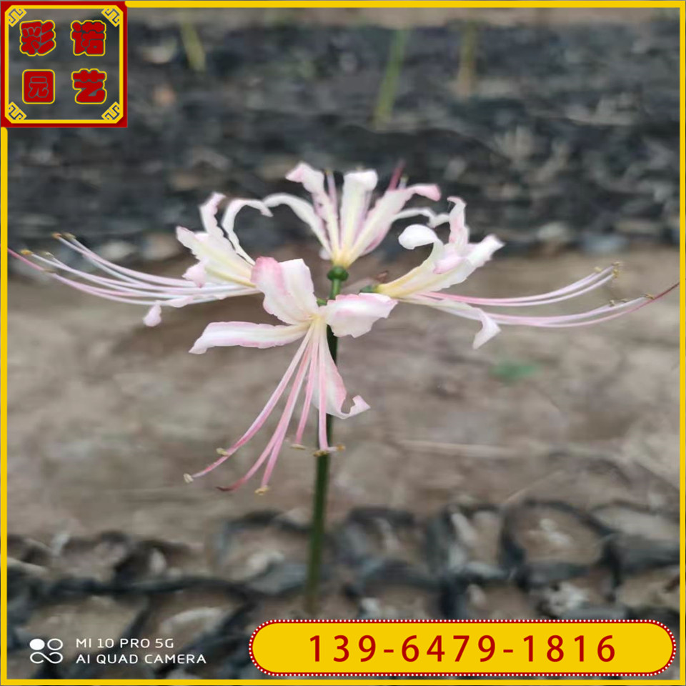  供应黄花石蒜小苗 红花石蒜花苗 山东彼岸花带土苗