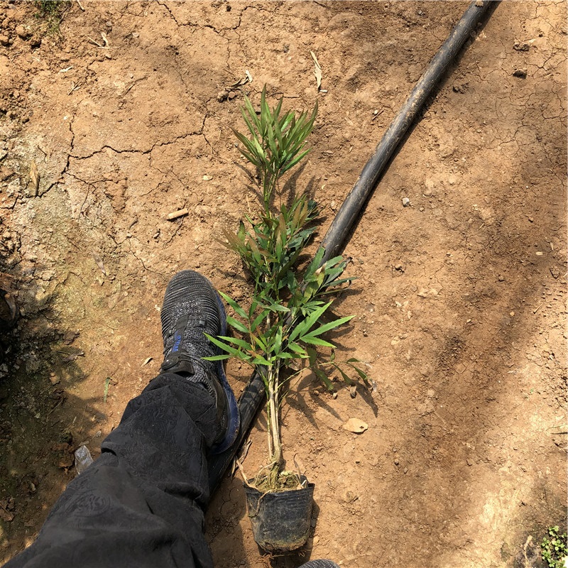 青州南天竹小苗 南天竹价格 欢迎选购
