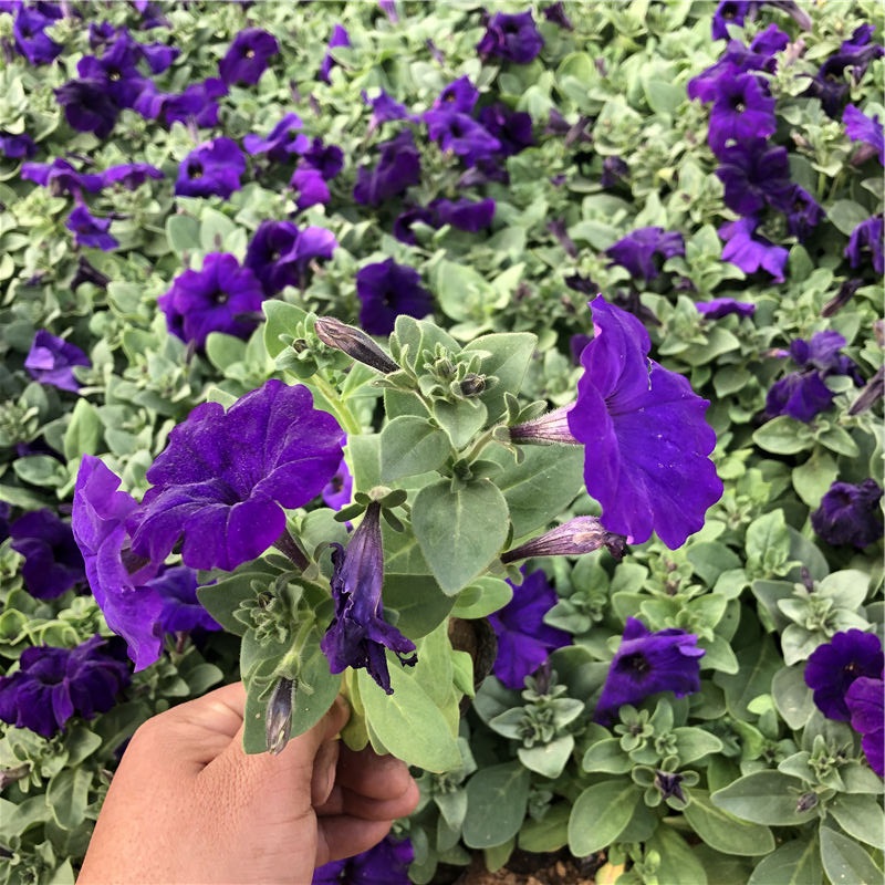 牵牛 基地供应 青州牵牛批发