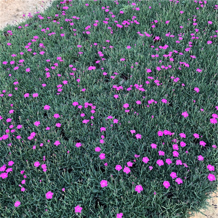 山东欧石竹营养杯 欧石竹培育基地 多年生草本植物