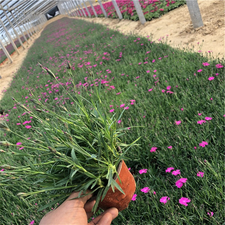 欧石竹花海 欧石竹营养杯 欧石竹批发