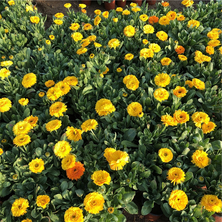 基地种植 金盏菊小苗 金盏菊种植基地