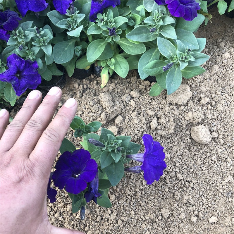 牵牛销售 青州粉色牵牛花 好苗预定