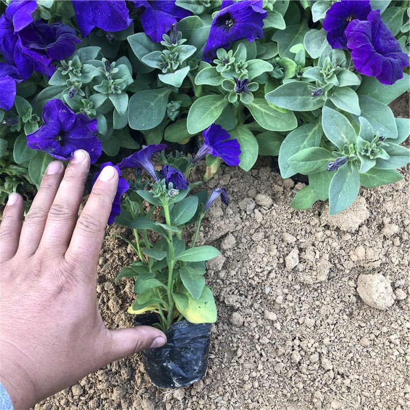 粉色牵牛花 自产自销 山东牵牛批发